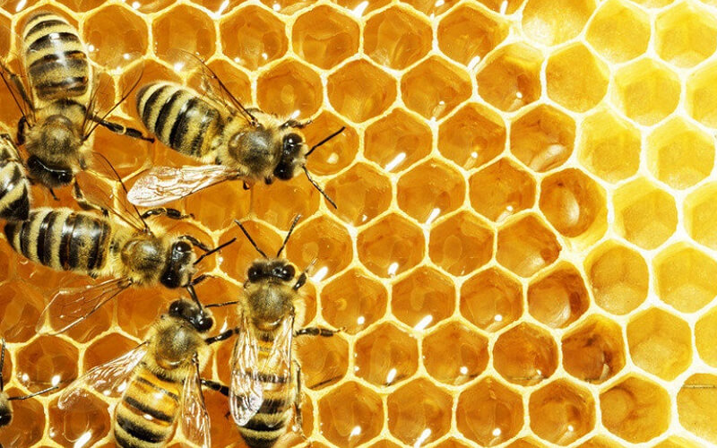 Thành phần dinh dưỡng có trong mật ong