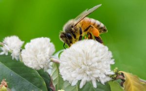 Tại sao mật ong hoa cà phê lại rẻ
