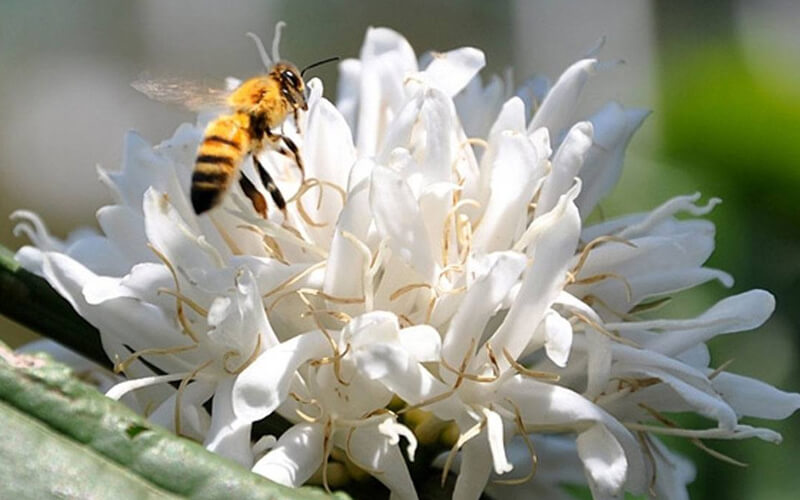 Tại sao mật ong hoa cà phê lại rẻ
