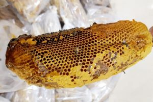 Cách nhận biết tổ ong ruồi có mật