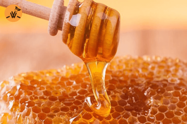 Mua mật ong rừng nguyên chất ở đâu ngon