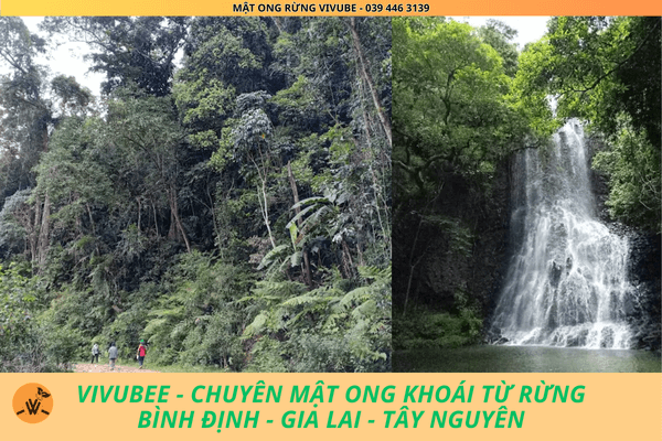 VIVUBEE chuyên mật ong khoái từ rừng Bình Định - Gia Lai - Tây Nguyên VIVUBEE chuyên mật ong khoái từ rừng Bình Định - Gia Lai - Tây Nguyên